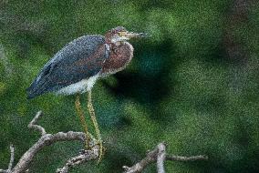 Tricolored Heron