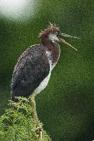 Tricolored Heron