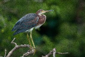 Tricolored Heron