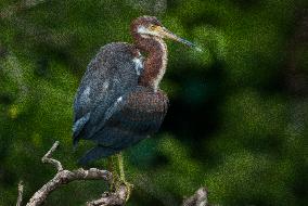 Tricolored Heron