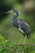 Tricolored Heron