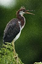 Tricolored Heron