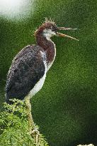 Tricolored Heron