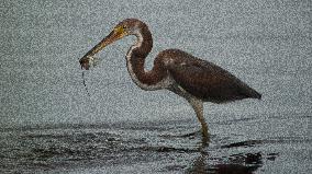 Tricolored Heron