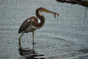 Tricolored Heron