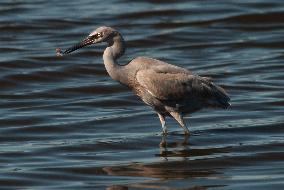 Tricolored Heron