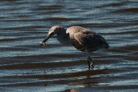 Tricolored Heron