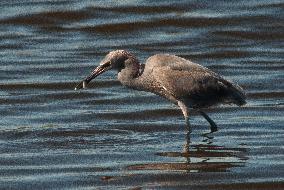 Tricolored Heron