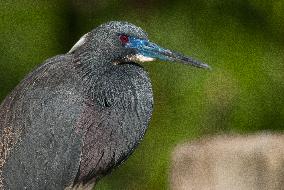 Tricolored Heron