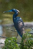 Tricolored Heron