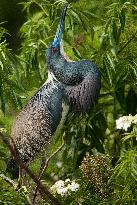 Tricolored Heron