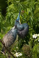 Tricolored Heron