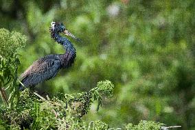 Tricolored Heron