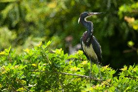 Tricolored Heron