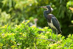 Tricolored Heron