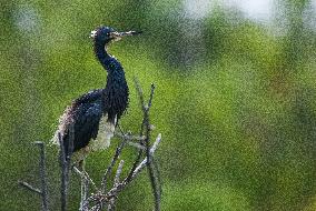 Tricolored Heron