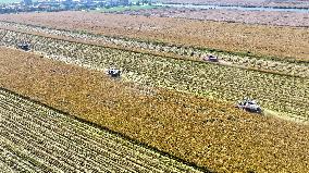 Rice Harvest in Lianyungang