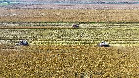 Rice Harvest in Lianyungang