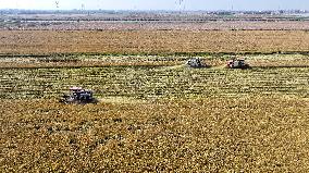 Rice Harvest in Lianyungang