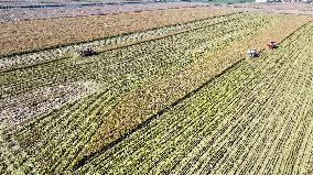 Rice Harvest in Lianyungang