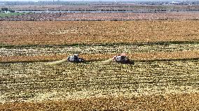 Rice Harvest in Lianyungang