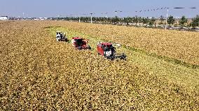 Rice Harvest in Lianyungang