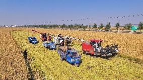 Rice Harvest in Lianyungang