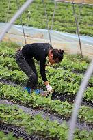 Farming in The Frost Season