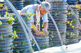 Agricultural Three-dimensional Planting