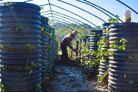 Agricultural Three-dimensional Planting