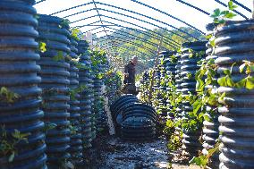 Agricultural Three-dimensional Planting