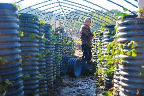 Agricultural Three-dimensional Planting