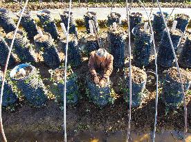 Agricultural Three-dimensional Planting