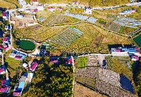 Agricultural Three-dimensional Planting