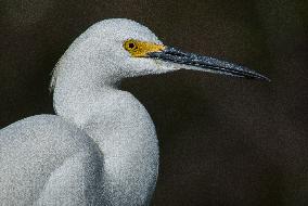 Snowy Egret