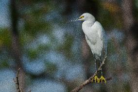 Snowy Egret