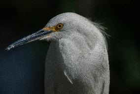 Snowy Egret