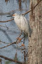 Snowy Egret