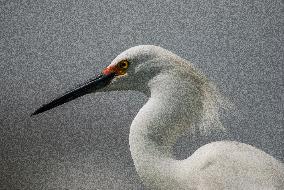 Snowy Egret