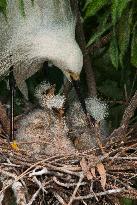 Snowy Egret