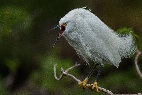 Snowy Egret