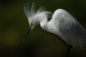 Snowy Egret