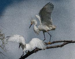 Snowy Egret