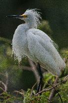 Snowy Egret