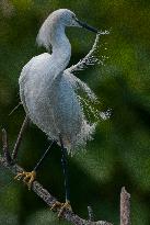 Snowy Egret