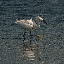 Snowy Egret