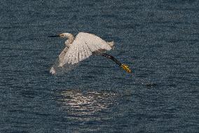 Snowy Egret