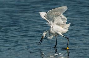 Snowy Egret