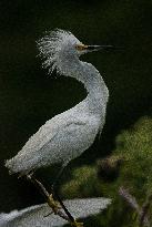 Snowy Egret