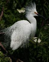 Snowy Egret